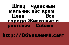 Шпиц - чудесный мальчик айс-крем › Цена ­ 20 000 - Все города Животные и растения » Собаки   